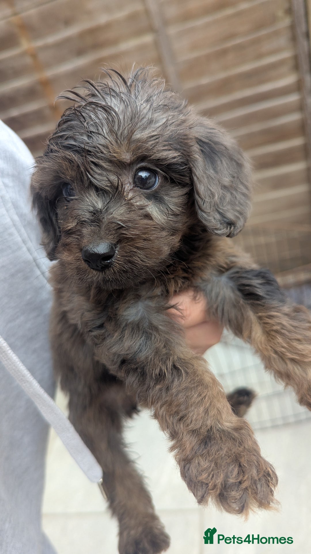 Cockapoo dogs for sale: Cockapoo Puppies (TOY) - Image 18