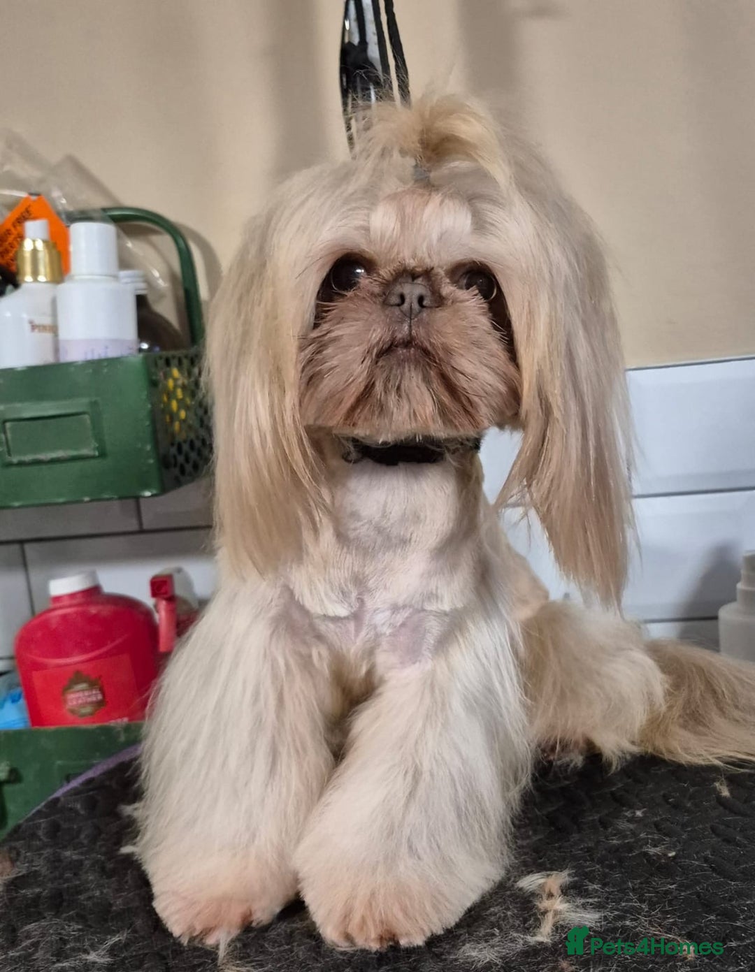 Shih Tzu dogs for sale: KC Registered Imp Shihtzu pups - Image 18