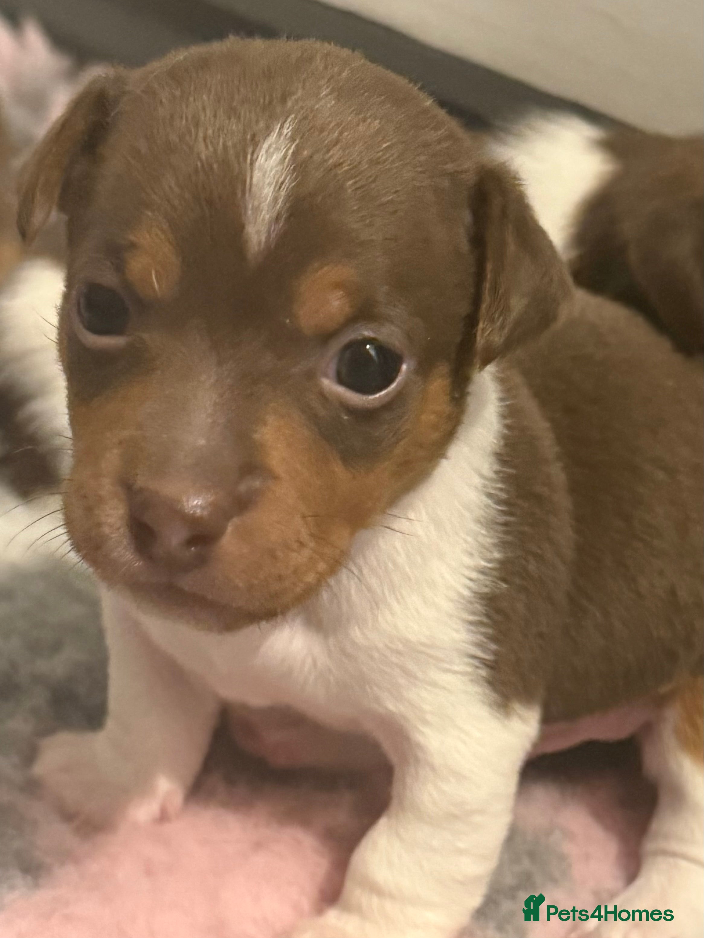 Jack Russell dogs Miniature Jack Russell pups - Advert 5