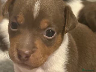 Jack Russell dogs Miniature Jack Russell pups - Advert 5