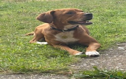 Mixed Breed dogs for sale: Thor ❤️ - Image 6