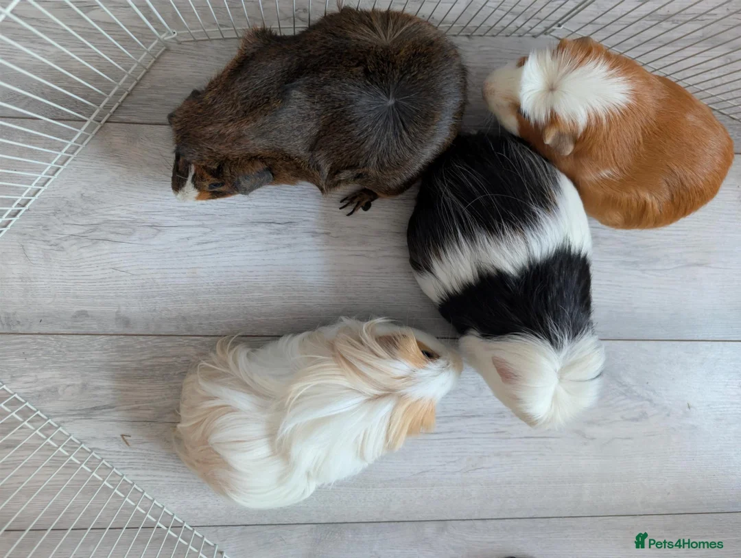 Guinea Pig rodents for sale: 4 bonded male guinea pigs - Advert 1