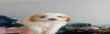Cavapoo 5