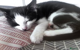 Mixed Breed cats for sale: 2 lovely girl kittens - Image 1