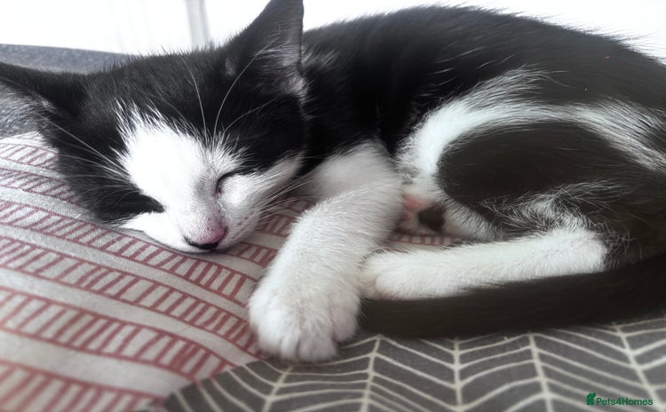 Mixed Breed cats - Advert 1