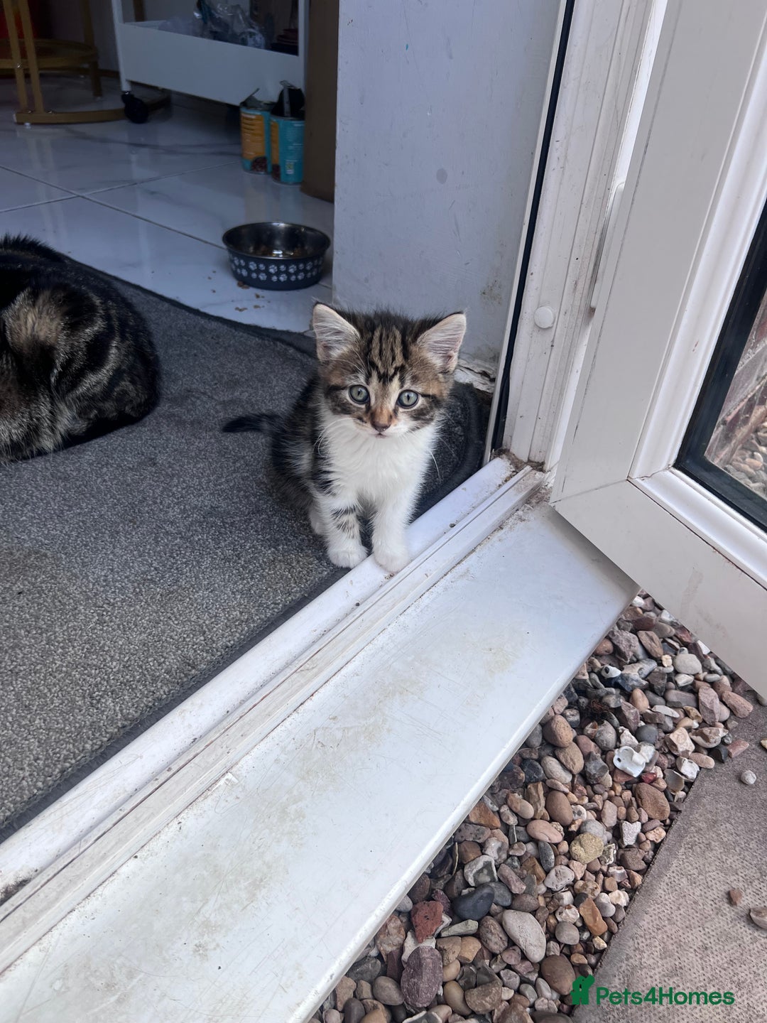 Mixed Breed cats for sale: Kittens for sale  - Image 2