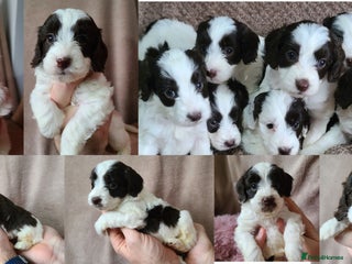 Cockapoo dogs F1 cockapoos. Chocolate Parti. Health Tested. - Advert 2