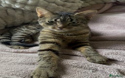 Bengal cats for sale: Tigga - Image 3