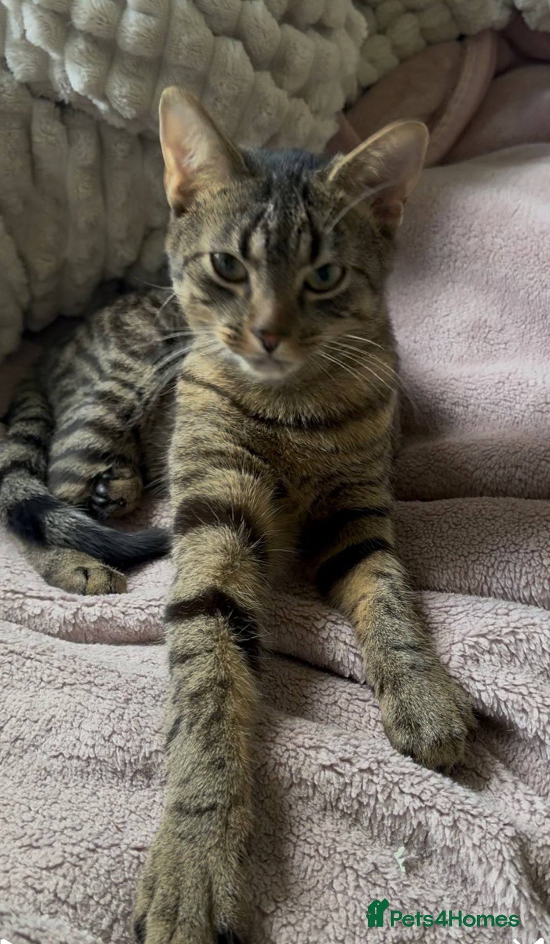 Bengal cats for sale: Tigga - Image 3