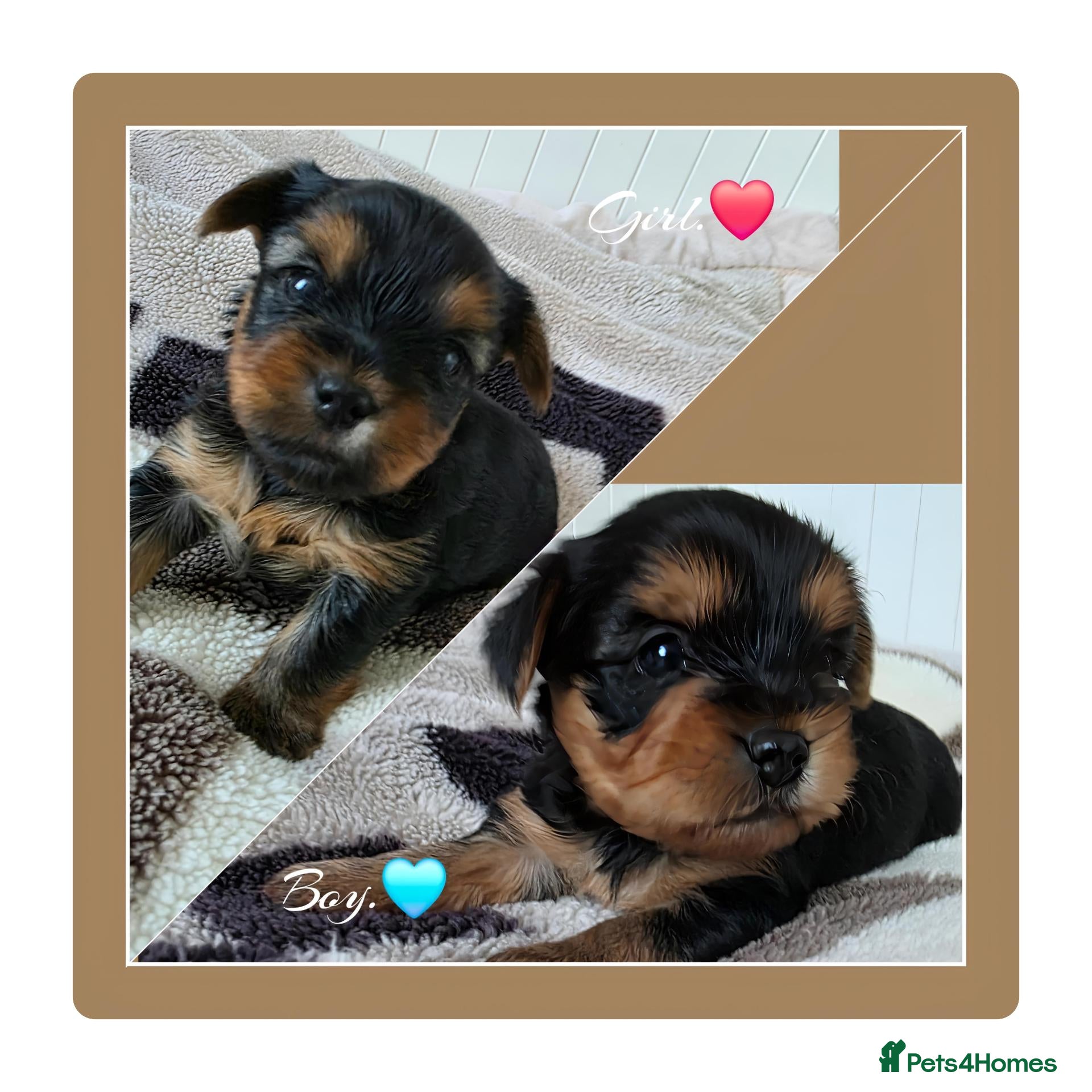 Yorkshire Terrier dogs 💕Yorkshire Terrier puppies.💕 - Advert 17
