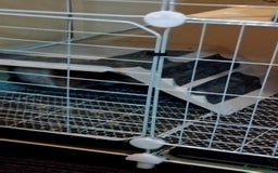 Guinea Pig rodents for sale: Guinea pigs for swaps - Advert 3