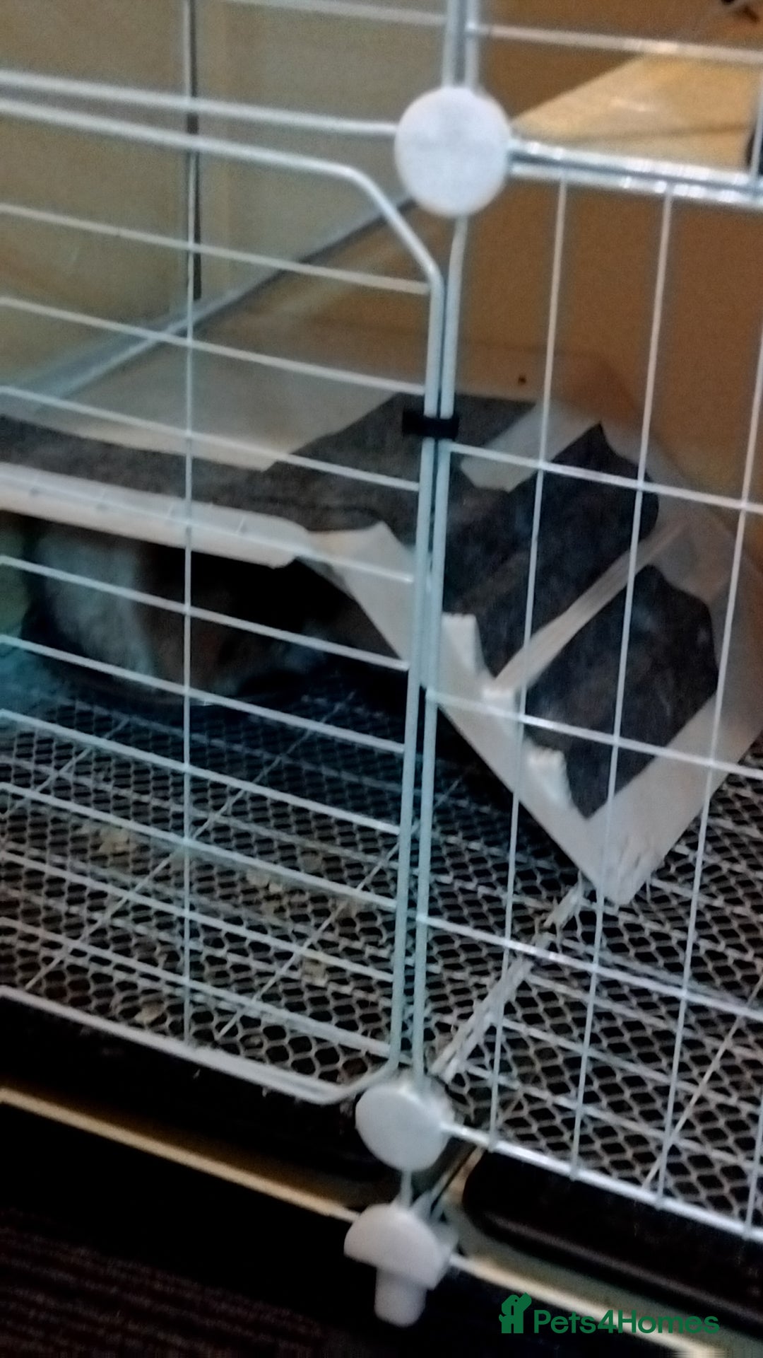 Guinea Pig rodents for sale: Guinea pigs for swaps - Advert 3