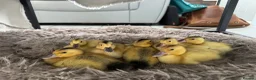 Ducks poultry for sale: Beautiful Miniature Silver Appleyard ducklings  - Advert 2