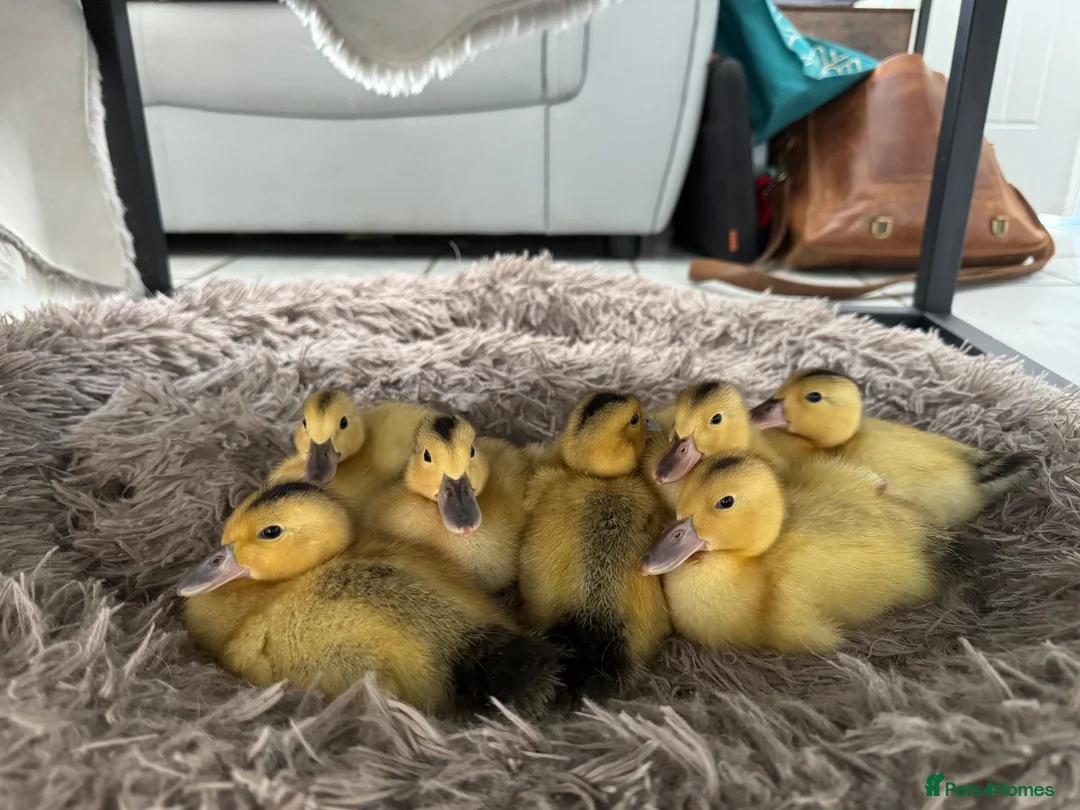 Ducks poultry for sale: Beautiful Miniature Silver Appleyard ducklings  - Advert 2