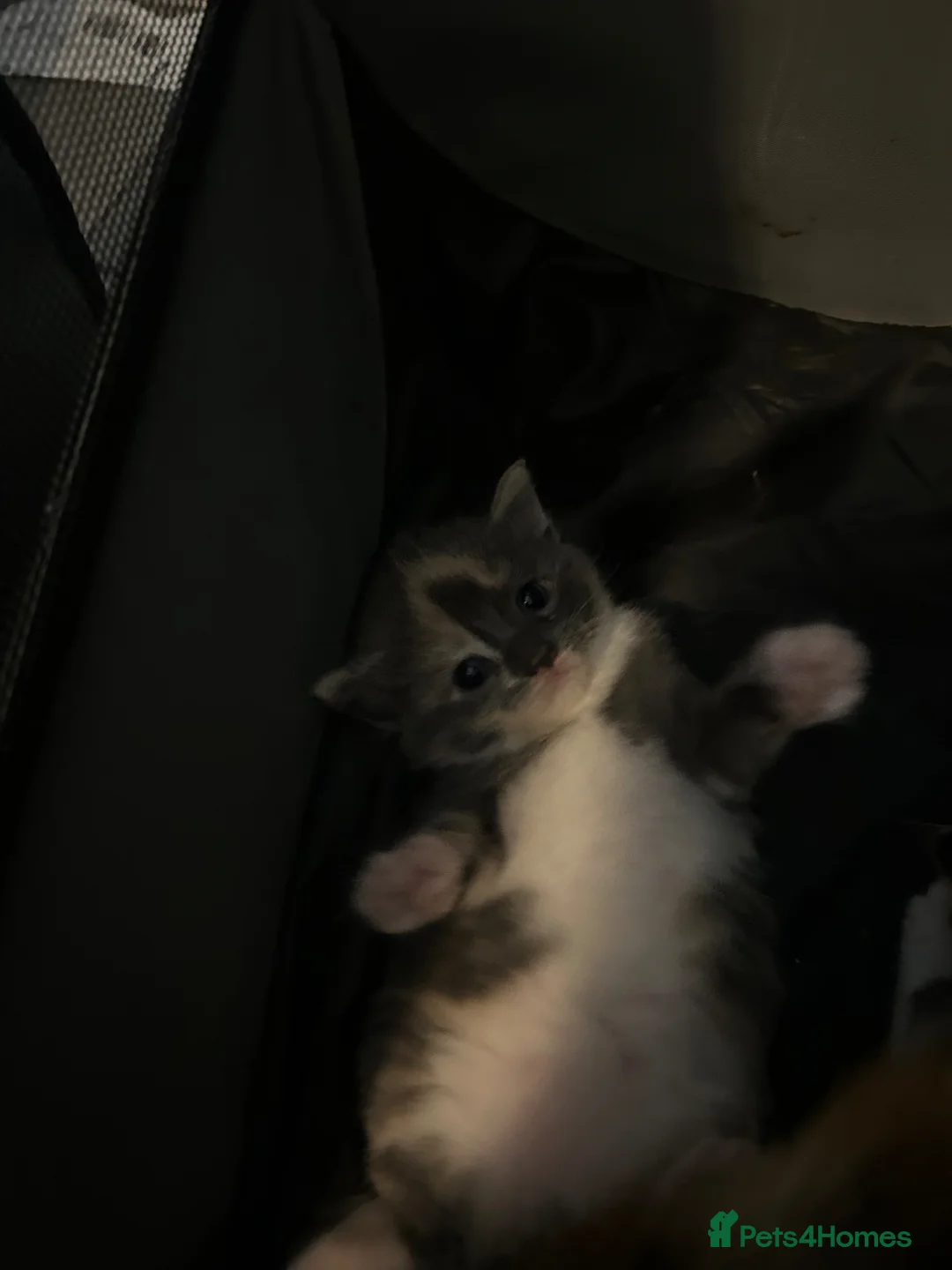 Mixed Breed cats for sale: Mixed litter of three kittens  - Advert 5