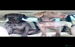 Weimaraner dogs for sale: BEAUTIFUL KC WEIM PUPS 2ND/FINAL LITTER  - Image 6