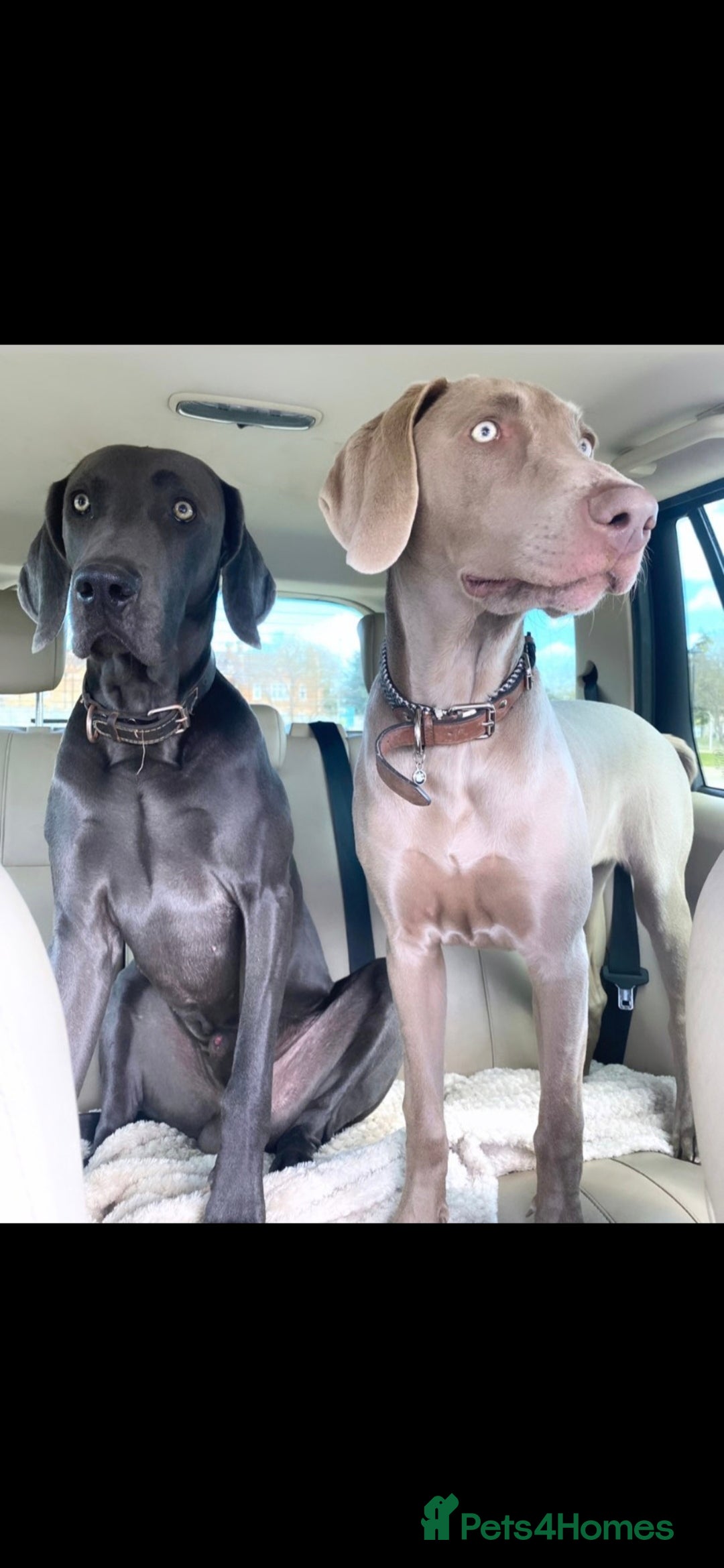 Weimaraner dogs for sale: BEAUTIFUL KC WEIM PUPS 2ND/FINAL LITTER  - Image 6