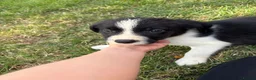 Border Collie dogs for sale: Border collie puppies  - Advert 26