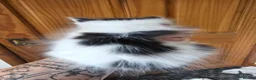 Mixed Breed cats for sale: 3 Beautiful kittens  - Advert 8