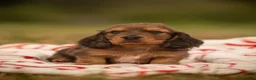 Miniature Dachshund dogs for sale: 2 Beautiful Longhair Miniature Dachshund Puppies - Advert 4