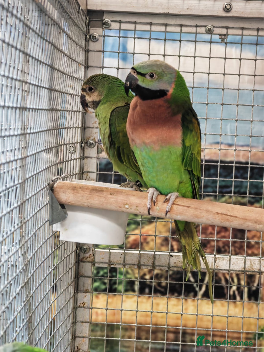 Parrots birds for sale: Xxx BIRDS/PARAKEETS/PARROTS xxX - Advert 15