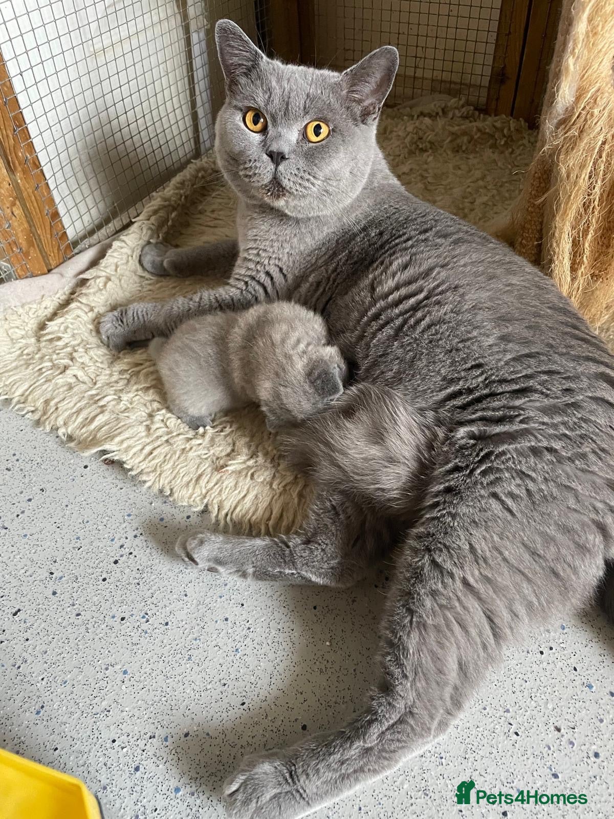 British Shorthair cats British Shorthair Blue Male GCCF registered - Advert 1