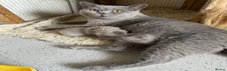 British Shorthair cats for sale: British Shorthair Blue Male GCCF registered - Advert 1