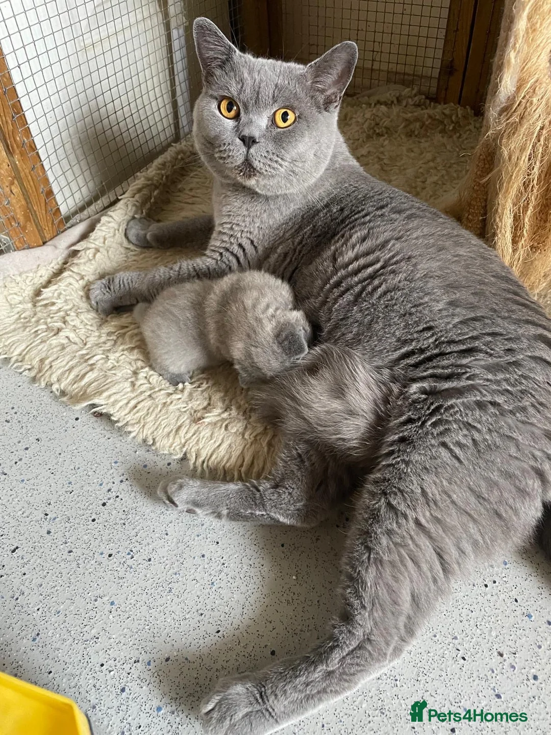 British Shorthair cats for sale: British Shorthair Blue Male GCCF registered - Advert 1