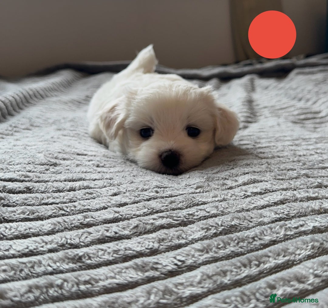 Maltese dogs for sale: Cute Maltese Puppies Looking for Loving Homes🇬🇧  - Image 2