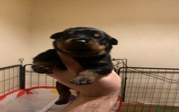 Rottweiler dogs for sale: Rottweiler puppies for sale - Advert 5