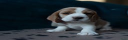 Beagle dogs for sale: Adorable Beagle Puppies for Sale - Advert 8