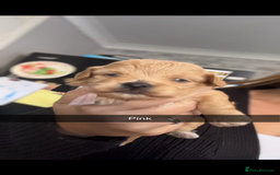 Maltipoo dogs for sale: F1 TINY TOY MALTIPOOS🩷health tested clear parents - Image 18