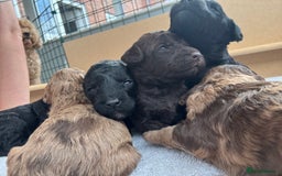 Miniature Poodle dogs for sale: Miniature poodles REDUCED READY TO LEAVE NOW  - Image 9