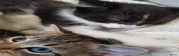 Mixed Breed cats for sale: Kittens ready now,  - Advert 19