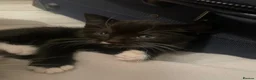 Mixed Breed cats for sale: 4 beautiful kittens  - Advert 15
