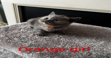 British Shorthair cats - Advert 5