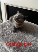 British Shorthair cats - Advert 13