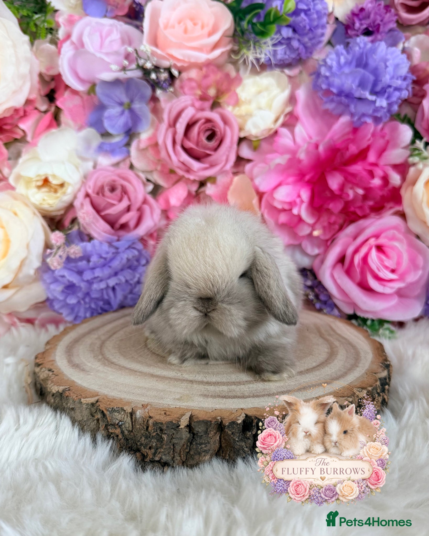 Mini Lop rabbits 🌸 VACCINATED MINI LOPS 🌸 xxx - Advert 18