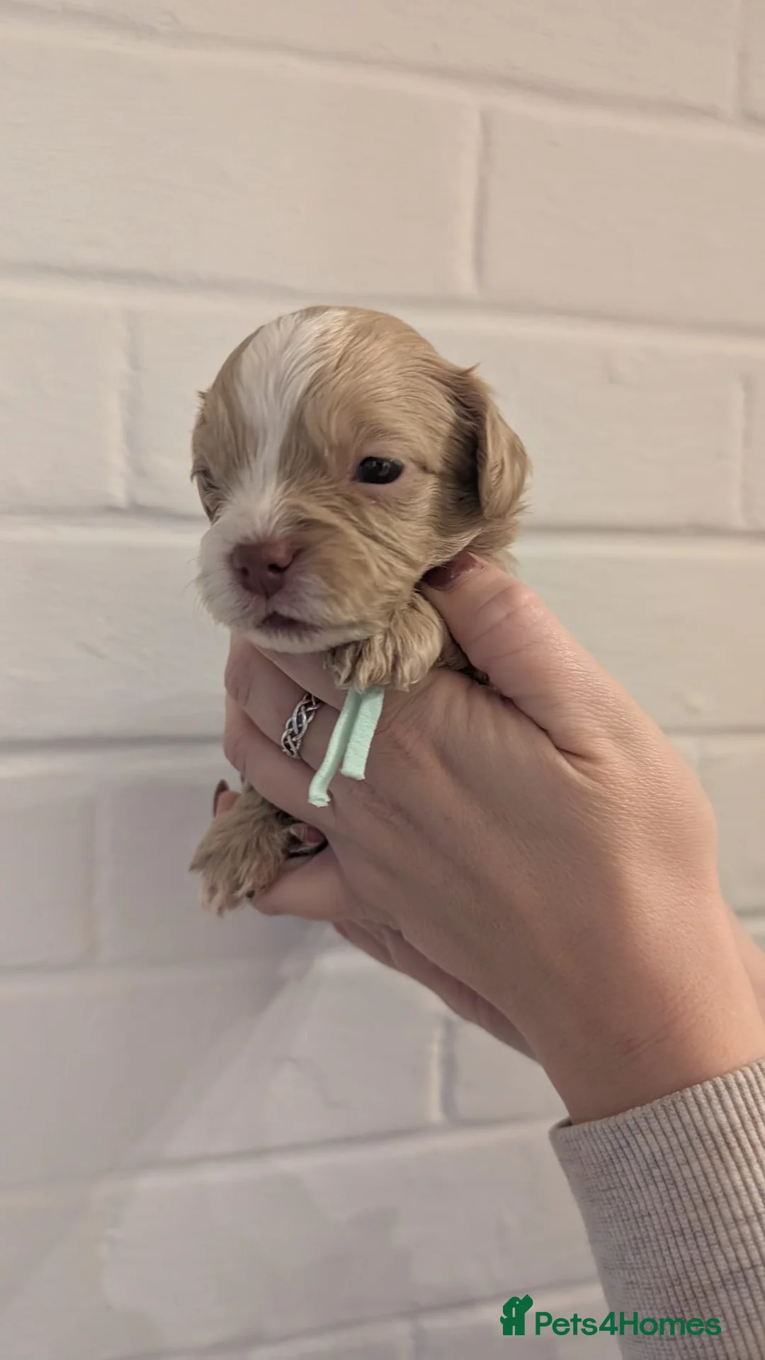 Cockapoo dogs for sale: Cockapoo puppies - Advert 7