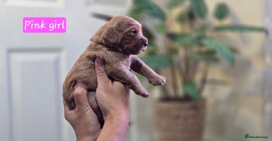Cockapoo dogs - Advert 2