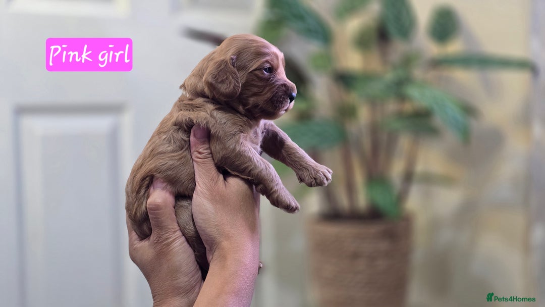 Cockapoo dogs for sale: Cockapoo Puppies Extensive Health Tested - Image 2