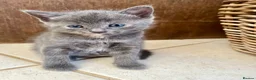 Ragdoll cats for sale: Beautiful grey ragdoll x friendly little girl - Advert 12