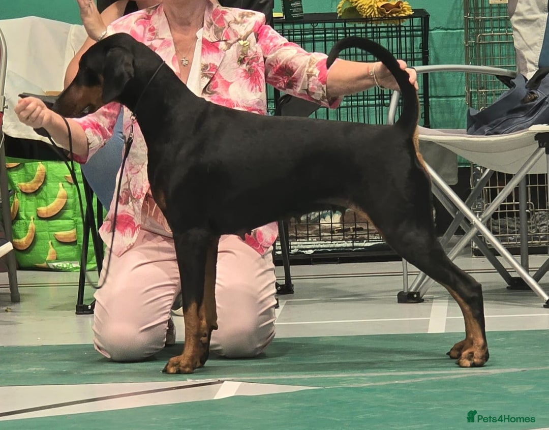 Dobermann dogs for sale: Dobermann puppies  - Advert 1