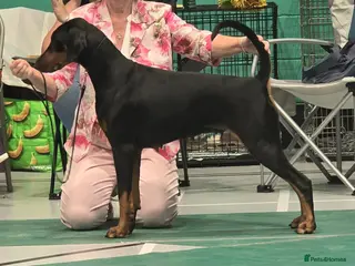 Dobermann dogs Dobermann puppies - Advert 1