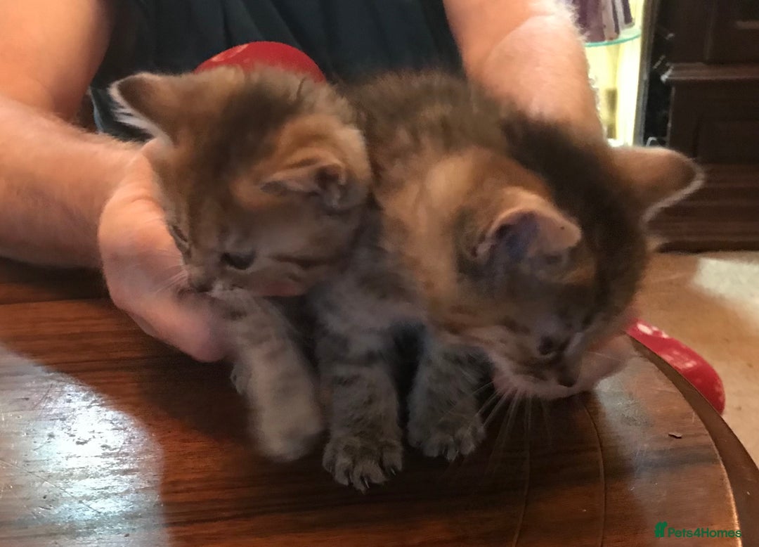 Mixed Breed cats for sale: Beautiful Fluffy Tabby Siblings for sale - Image 5