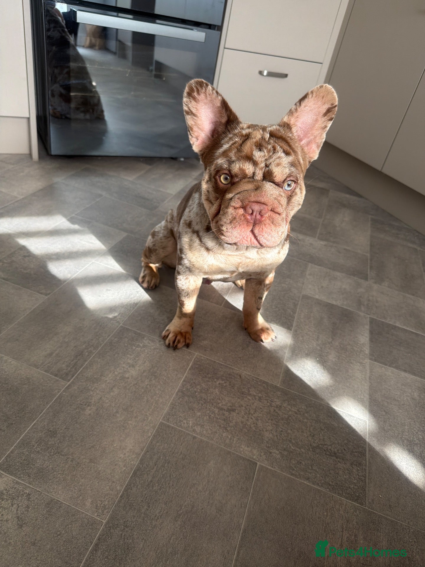 French Bulldog dogs 🐾 Beautiful 1-Year-Old Merle French Bulldog 🐾 - Advert 9