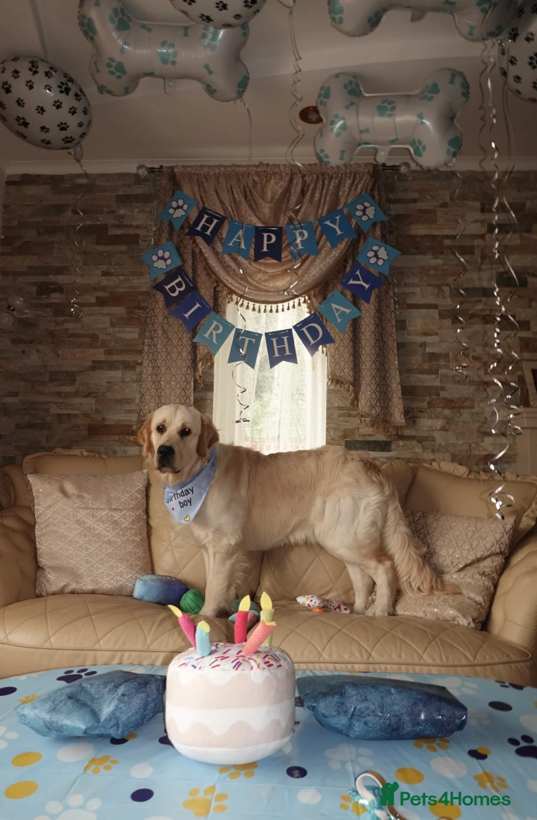 Golden Retriever dogs for stud: Simba~Golden Retriever Stud Available - Advert 7