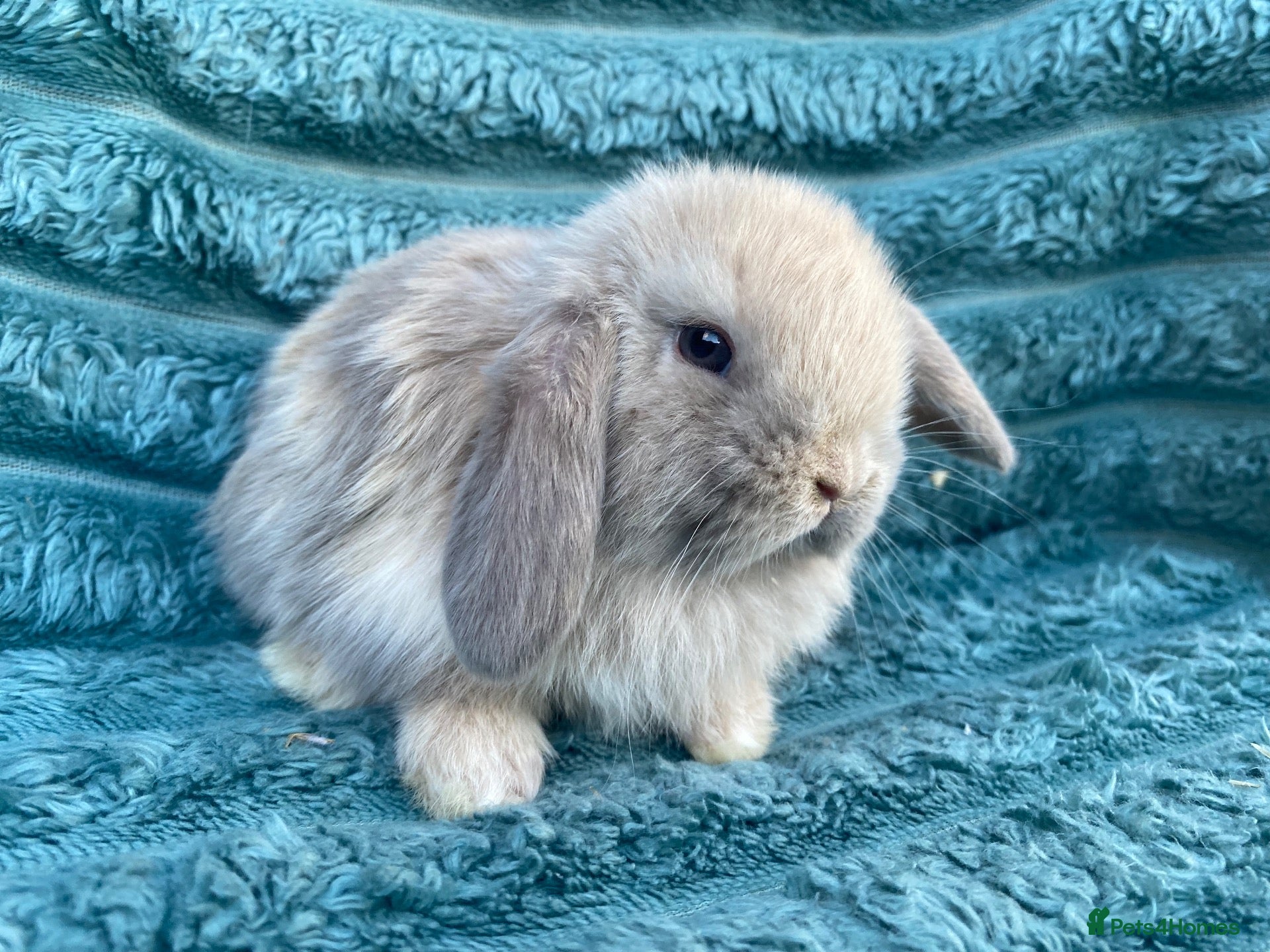 Mini Lop rabbits Mini lops - Advert 16