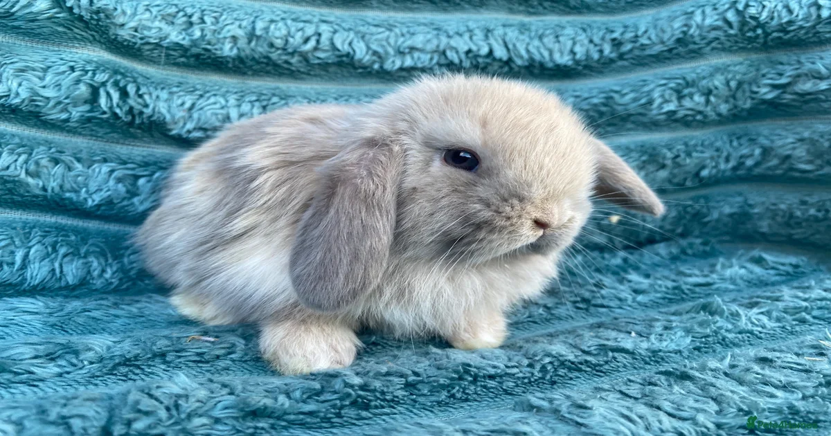 Rabbits for Sale for sale in Kingston upon Hull | Pets4Homes