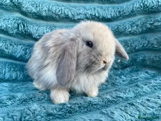 Mini Lop rabbits Mini lops - Advert 16